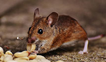 24 Hour & Emergency Exterminators in Canal Point, FL